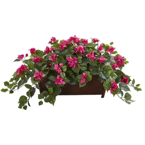 18" Bougainvillea in Decorative Planter {1}