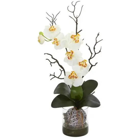 24" Moth Orchid in Clear Vase Cream {1}