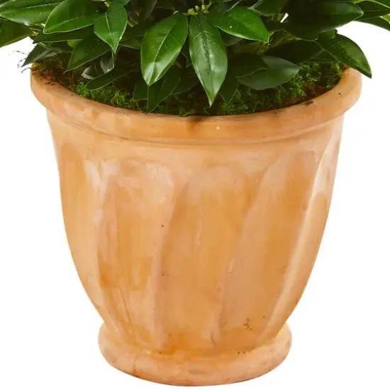 4.5ft. Bay Leaf Topiary Tree in Terra Cotta Planter {4}