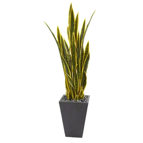 4.5ft. Snake Plant in Slate Planter {1}