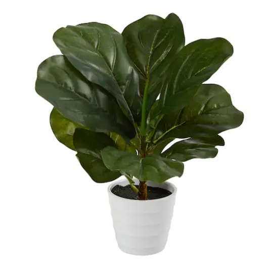 11" Fiddle Leaf Fig Plant in Decorative White Planter {1}