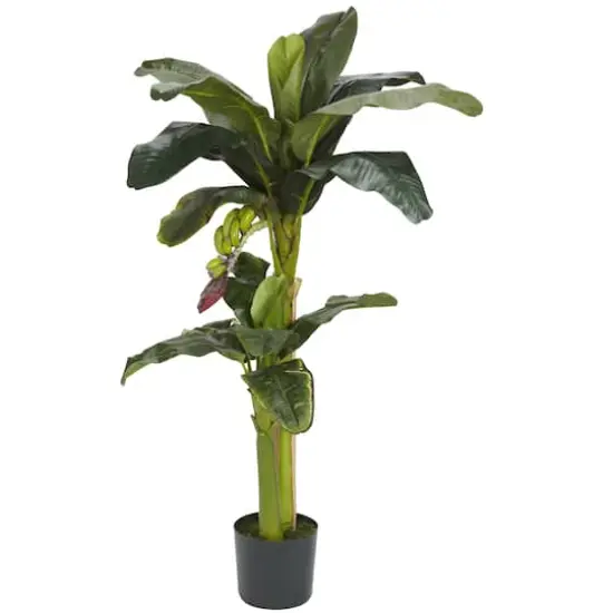 5ft. Potted Banana Tree {1}