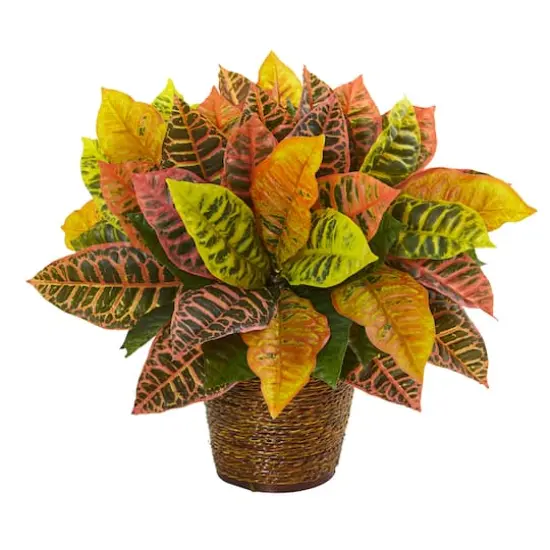17" Garden Croton Plant in Basket {1}