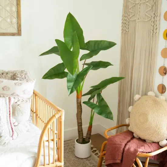 5.5ft. Arrowhead Philodendron in White Decorative Planter {3}