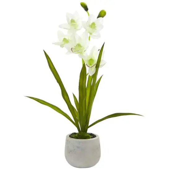 22" White Cymbidium Orchid Arrangement in Cement Pot {1}