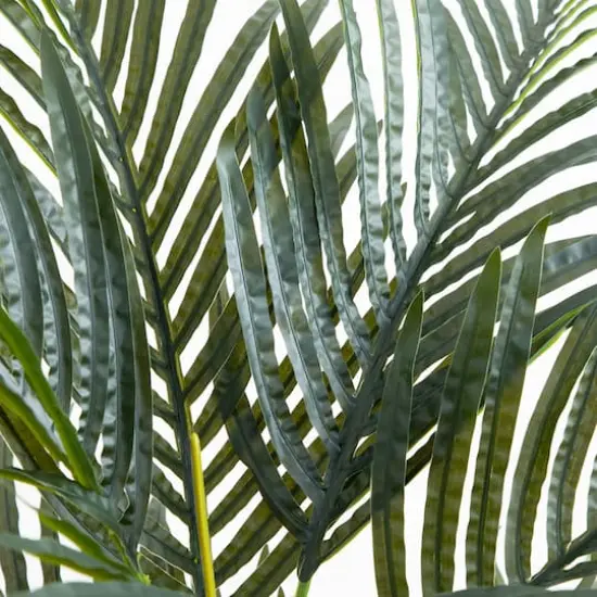 3ft. Potted Golden Cane Palm Tree {3}