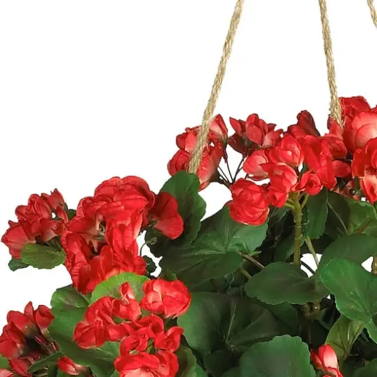24" Red Geranium in Hanging Basket {3}