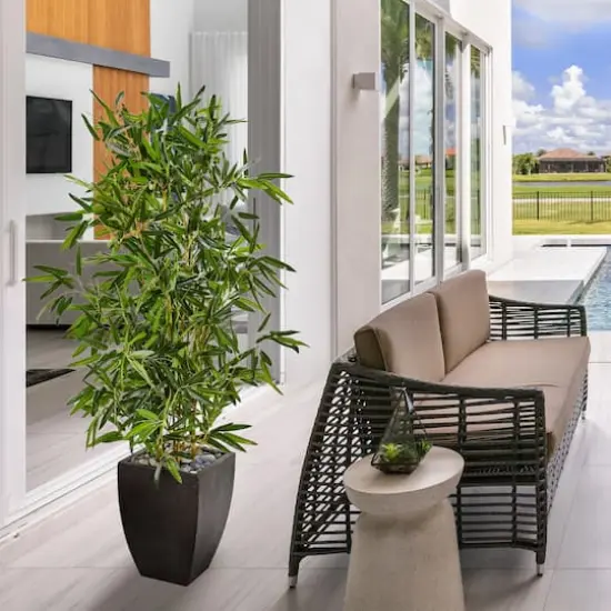 5ft. Bamboo Tree in Black Planter {4}