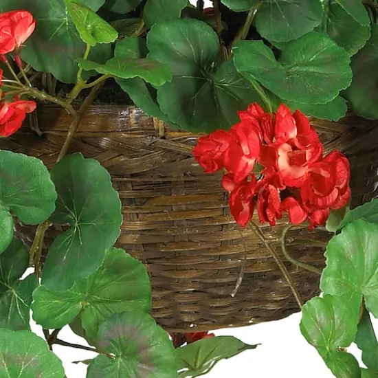 24" Red Geranium in Hanging Basket {4}