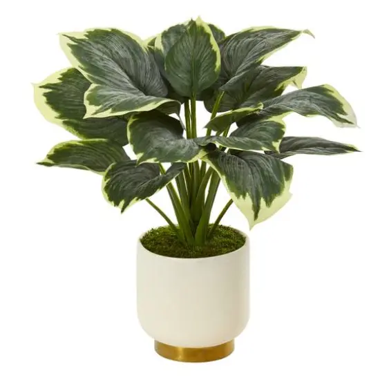 22" Variegated Hosta in Cream Planter with Gold Base {1}