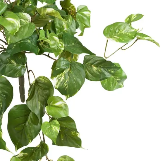 2ft. Pothos Hanging Bush, 3ct. {3}
