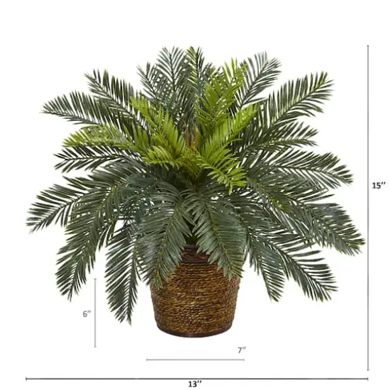 15" Cycas In Basket {3}