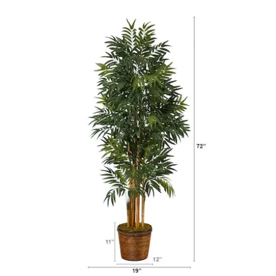 6ft. Phoenix Palm Tree in Wicker Planter {3}