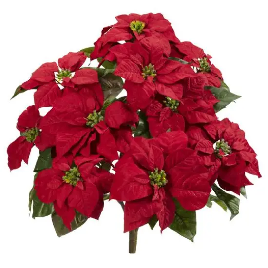 24" Red Poinsettia Plant Set {1}