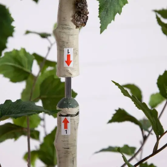 7ft. Birch Tree in Black Planter {7}