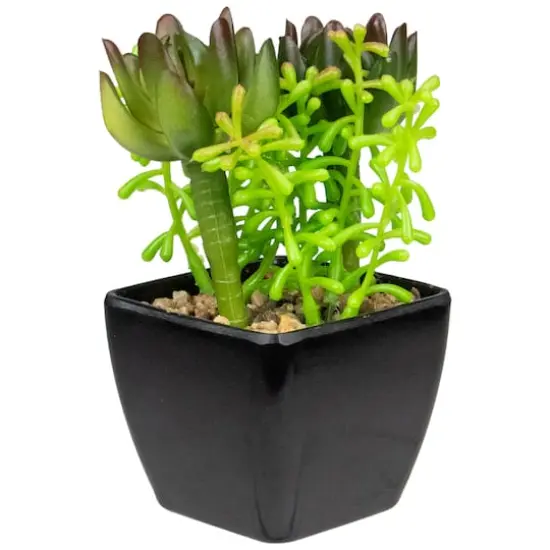 6" Potted Green Succulent Arrangement {1}