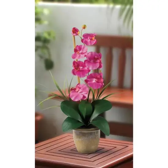 21" Moth Orchid Flower Arrangement in Ceramic Pot Dark Pink {3}
