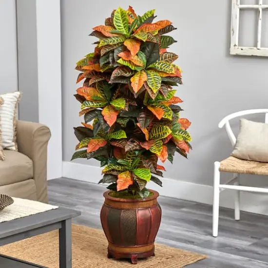 5.5ft. Croton Plant in Decorative Planter {3}