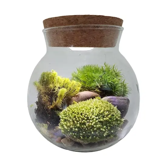 MossBowl - Grown Your Own Serene and Tranquil Oasis {5}