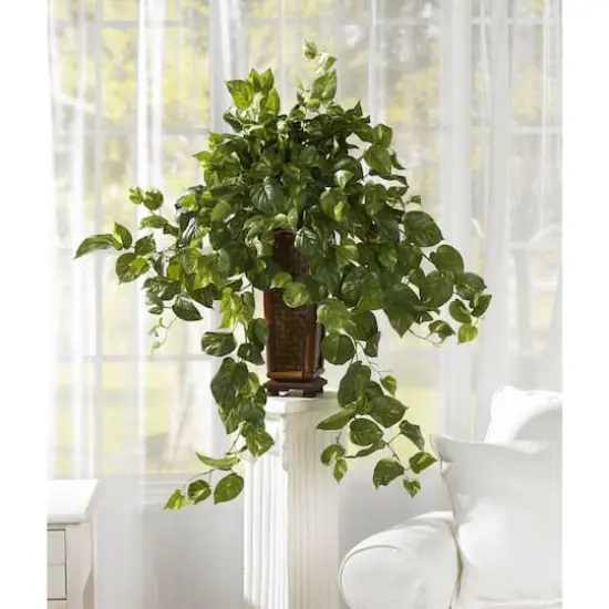 3ft. Vining Pothos with Bamboo Vase {3}