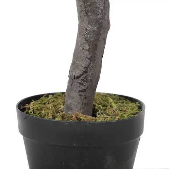 4ft. Potted Olive Tree {6}