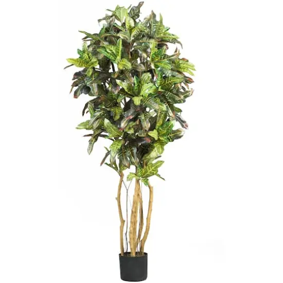 5ft. Potted Croton Tree {1}
