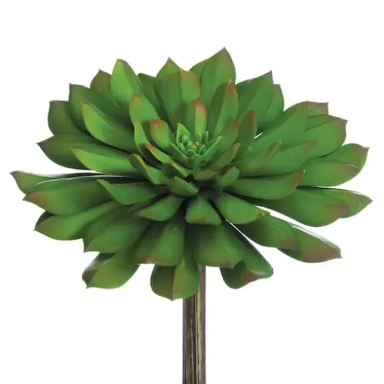 Soft Touch Bright Green Echeveria Pick with Red Tips {1}