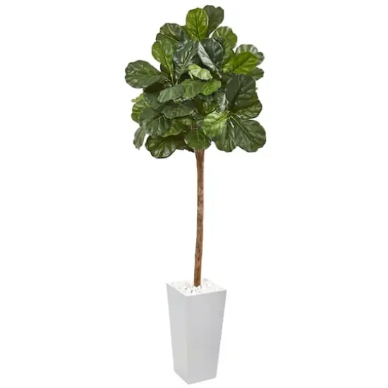 6.5ft. Fiddle Leaf Fig Tree in White Planter {1}