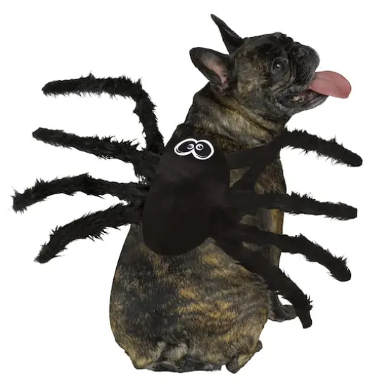 Spider Dog Costume by Ashland&reg; {1}
