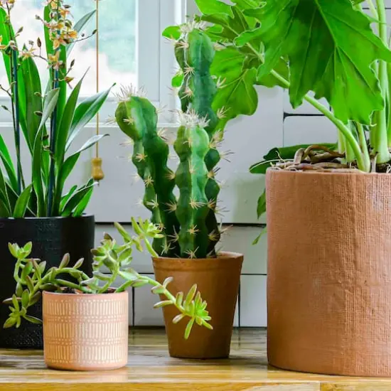 Hello Honey&reg; 18" Cereus Cactus in Terra Cotta Colored Pot {3}