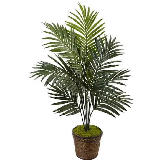 4ft. Kentia Palm Tree in Coiled Rope Planter {1}