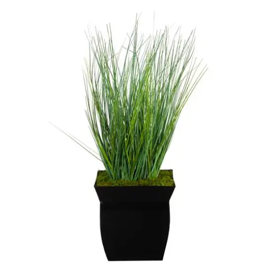 21" Onion Grass Plant in Black Metal Planter {1}
