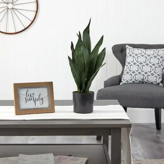 22" Potted Snake Plant {4}