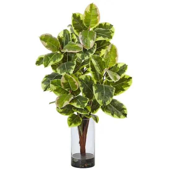 3ft. Rubber Leaf Plant in Glass Cylinder {1}