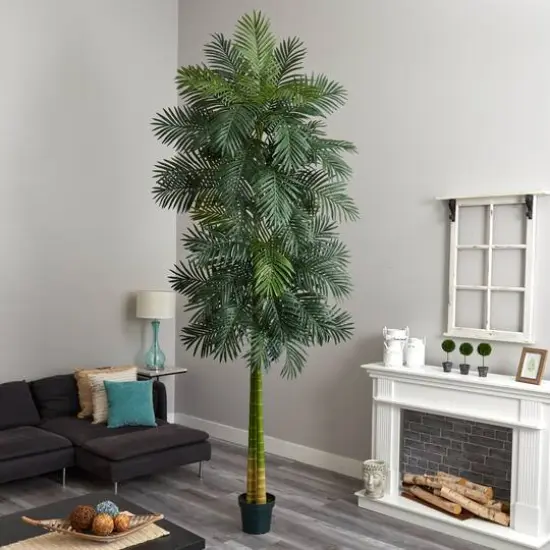 10ft. Potted Double Stalk Golden Cane Palm Tree {4}