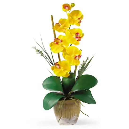 21'' Potted Yellow Moth Orchid Arrangement {1}
