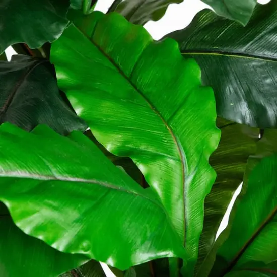 6ft. UV Resistant Artificial Bird Nest Fern Tree (Indoor/Outdoor) {9}