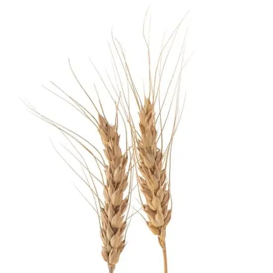Ashland&reg; Natural Wheat Bunch {4}
