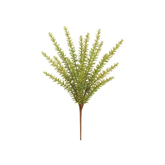 Green Rosemary Bush {1}