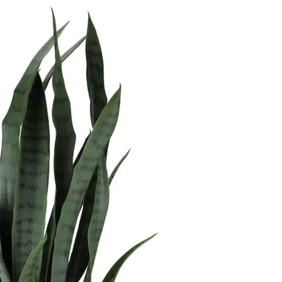 2.4ft. Two-Tone Green & Black Potted Snake Plant {4}