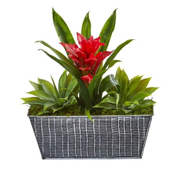 11" Bromeliad & Agave in Embossed Tin Planter {1}