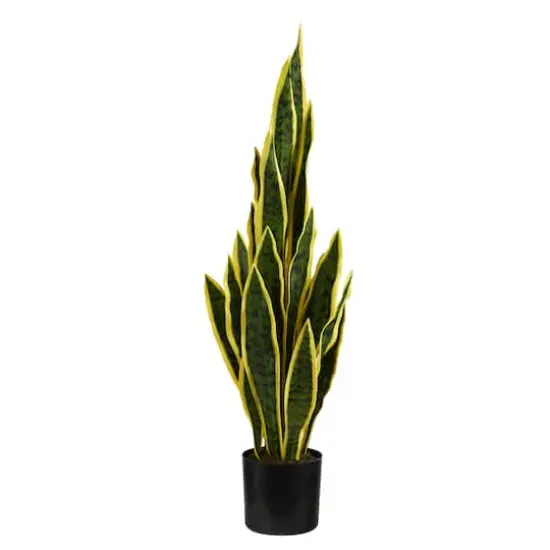 2.5ft. Potted Variegated Snake Plant {1}