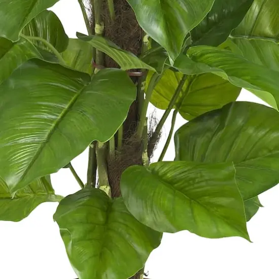 4.3ft. Potted Large Leaf Philodendron Plant {4}