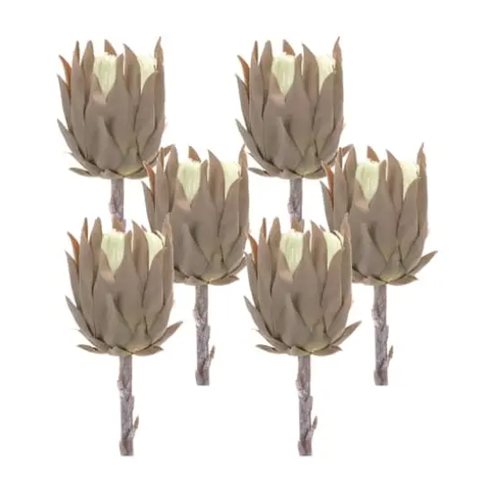 Tan Protea Stem, 6ct. {1}