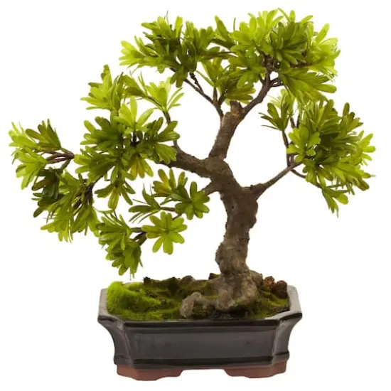 14" Plum Pine Bonsai in Ceramic Planter {1}