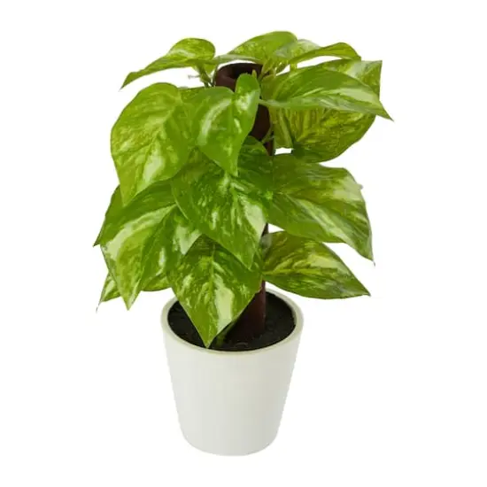 9" Pothos Plant in Decorative White Planter {1}