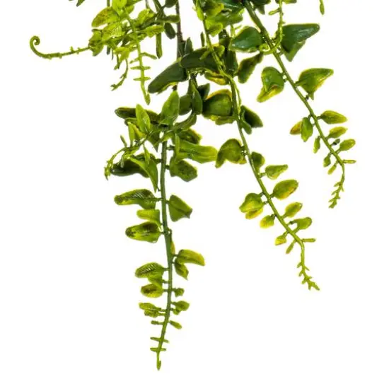 2.5ft. Green Buckler Fern Vine {7}