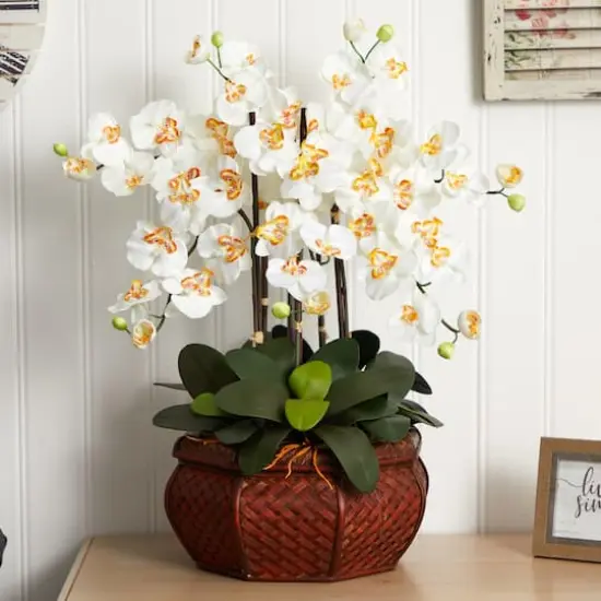 2.5ft. Potted Large Moth Orchid Arrangement, Cream {3}