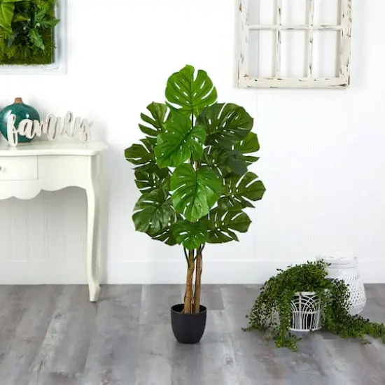 4ft. Potted Monstera Tree {4}