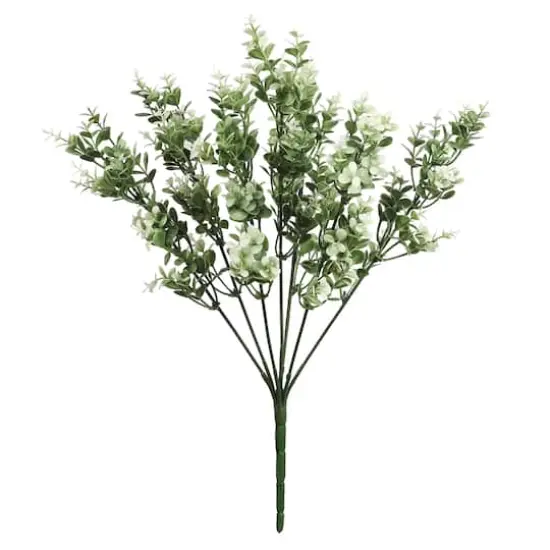 19" Cream Boxwood Bush by Ashland&reg; {1}